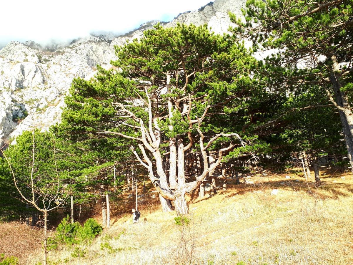 Apartman Taja Makarska Exterior foto